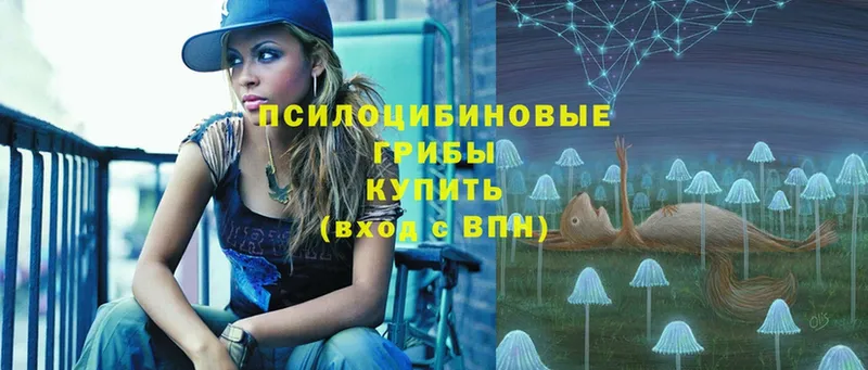 Псилоцибиновые грибы Psilocybe  Глазов 